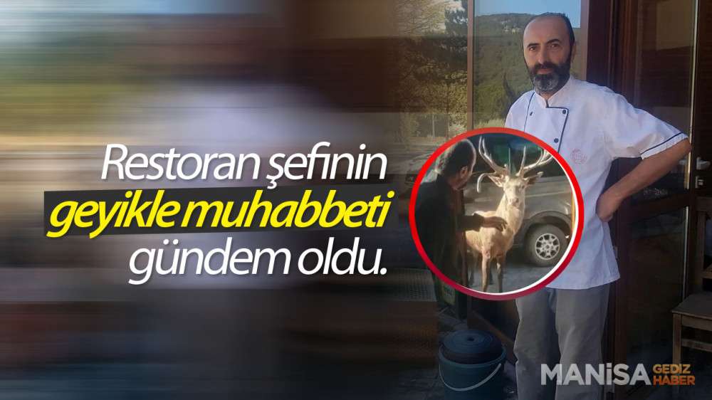 Restoran Şefinin Geyikle Muhabbeti Gündem Oldu.